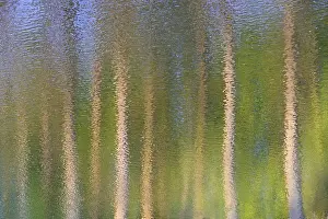 Abstract Nature Photography Drucke: Trees reflected on a wavy water surface