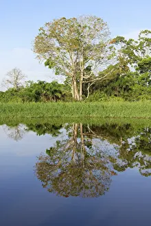 Brazilian Rainforest Landscape Drucke: Trees reflecting in an Amazon tributary