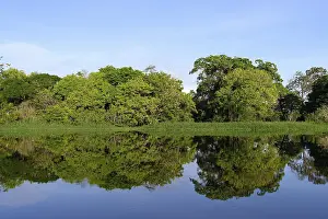South American Nature Scene Drucke: Trees reflecting in an Amazon tributary