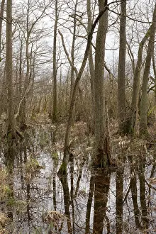 Muritz National Park Germany Drucke: Trees with reflection, marshland