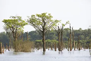 Amazonas State Brazil Drucke: Trees in the Rio Amazonas, Manaus