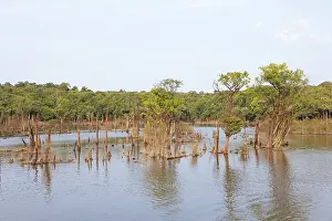 Latin America Nature Scenes Drucke: Trees in the Rio Amazonas, Manaus