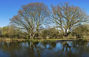 Empty Rivers In Europe Drucke: Trees over River Exe, Topsham, Exeter