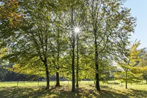 Benelux Countryside Scene Drucke: Three trees in a row, sunlight shining between the trunks