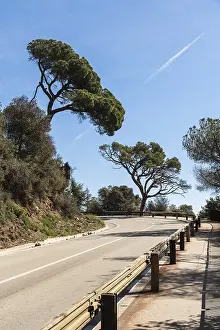 Bäume, die vom starken Wind auf dem Tibidabo geformt wurden.