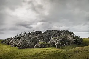 Wind Shaped Trees Drucke: Trees shaped by the wind, Slope Point