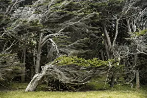 Wind Shaped Trees Drucke: Trees shaped by the wind, Slope Point