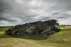 Wind Shaped Trees Drucke: Trees shaped by the wind, Slope Point