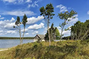Gotland Island Landscape Drucke: Trees shaped by the wind in the summer