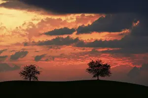 Stormy Evening Sky Drucke: Trees silhouetted against a sky full of storm clouds