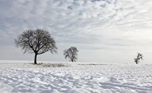 Gerahmter Druck : Bäume im Schnee. Gerahmter Druck : Bäume im Schnee.