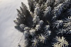 Winter Landscape Austria Drucke: Trees from above with snow in winter