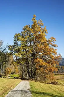German Hiking Trails Drucke: Several trees stand close together and look like a single tree