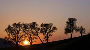 Europe Atmospheric Light Drucke: Trees in the sunset, MoststraBe