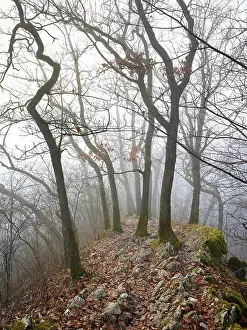 Uninhabited Mountainous Landscape Drucke: Trees surrounded by moss-covered