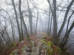 Limestone Rock Formations In Europe Drucke: Trees surrounded by moss-covered
