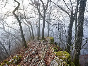 Uninhabited Mountainous Region Europe Drucke: Trees surrounded by moss-covered