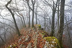 Uninhabited Mountainous Landscape Drucke: Trees surrounded by moss-covered