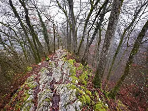 European Mountainous Scenery Drucke: Trees surrounded by moss-covered