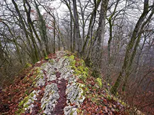 Central European Alpine Landscape Drucke: Trees surrounded by moss-covered