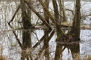 German National Park Scenery Drucke: Trees in a swamp with reflection