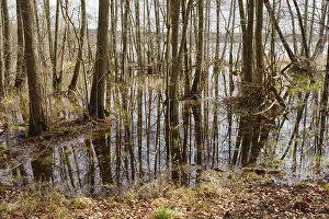 German National Parks Drucke: Trees in a swamp with reflection