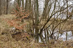German National Parks Drucke: Trees in a swamp with reflection