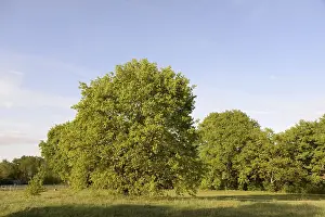 Empty Forest Landscape Photo Drucke: Trees, tree, landscape, nature