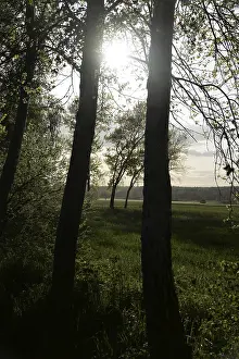 Tree Silhouette Against Light Drucke: Trees, tree, landscape, nature