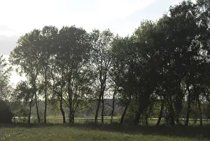 Backlit Forest Landscape Drucke: Trees, tree, landscape, nature