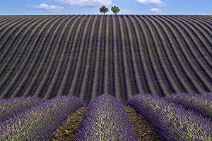 Lavender In Full Bloom Drucke: Two trees in an undulating lavender field