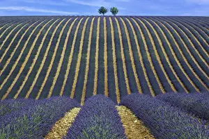 Lavender Field In Provence Drucke: Two trees in an undulating lavender field