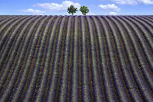 Lavender Field Photography Drucke: Two trees in an undulating lavender field