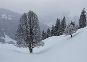 Central European Landscapes Drucke: Trees in winter