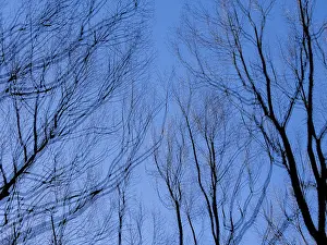 Northern Germany Landscape Drucke: Trees in winter, double exposure and in motion