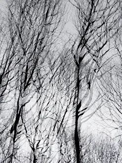 German Federal Republic Drucke: Trees in winter, double exposure and in motion