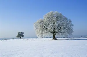 Snowy Tree Landscape Drucke: Trees in winter Germany
