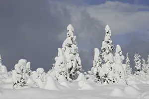 Deserted Winter Woods Drucke: Trees, winter, tree, winter forest