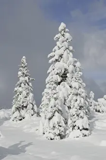 Deserted Winter Landscapes Drucke: Trees, winter, tree, winter forest