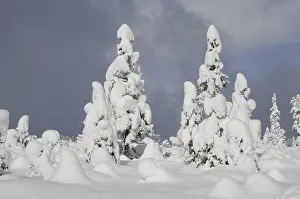 Coniferous Tree In Snow Drucke: Trees, winter, tree, winter forest