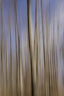 Wipe Effect Photography Drucke: Trees: Wiping technique