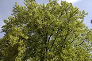 No People In Forest Drucke: Treetop of a beech tree, common beech (Fagus sylvatica)