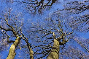Uninhabited Forest View Drucke: Treetops in spring
