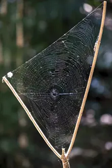 Rincon De La Vieja National Park Drucke: Triangular spider web between a branch fork