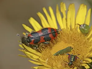 Drucke von Trichodes alvearius, Bienenwolf Schachbrettkäfer Drucke: Trichodes alvearius, Bienenwolf