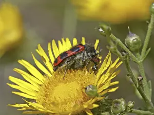 Flower Visit Wildlife Drucke: Trichodes alvearius, bee wolf