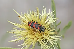 European Beewolf Drucke: Trichodes alvearius, bee wolf