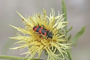 European Beewolf Drucke: Trichodes alvearius, bee wolf
