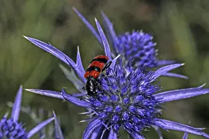 European Beewolf Drucke: Trichodes apiarius, bee wolf