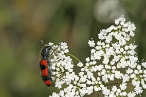 Flower Visiting Insects Drucke: Trichodes apiarius, bee wolf